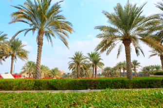 Desert going green! ( Abu Dhabi, UAE)